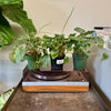 4” Peperomia Frost