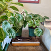 4” Peperomia Watermelon