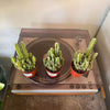 2.5” Fairytail Castle Cactus