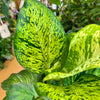 6” Dieffenbachia Mars