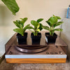 3” Peperomia Obtusifolia Marble