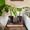 5” Monstera Esqueleto