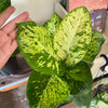 6” Dieffenbachia Mars