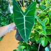 6” Alocasia Frydek