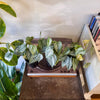 4" Philodendron Brandi