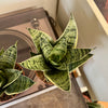 4” Sansevieria Silver Star