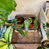 6” Philodendron Billietiae Black