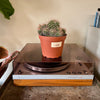 6” Mammillaria Polythele Sp.