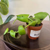 2” Dischidia Platyphylla