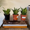 4” Sansevieria Silver Star