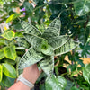 4” Sansevieria Silver Star