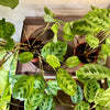 4” Maranta Black Mustache