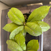 4” Hoya Mitrata Splash