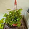 6”HB Fern Leaf Cactus