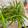 6” Ficus Ali