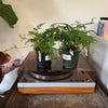 4” Rabbit Foot Fern