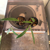 3” Hoya Sulawesiana