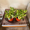 4” Reverse Variegated Jade