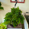 8”HB Adansonii ‘Swiss Cheese’ Wide