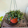 6"HB Peperomia Ruby Cascade