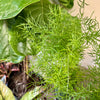 4" Asparagus Fern