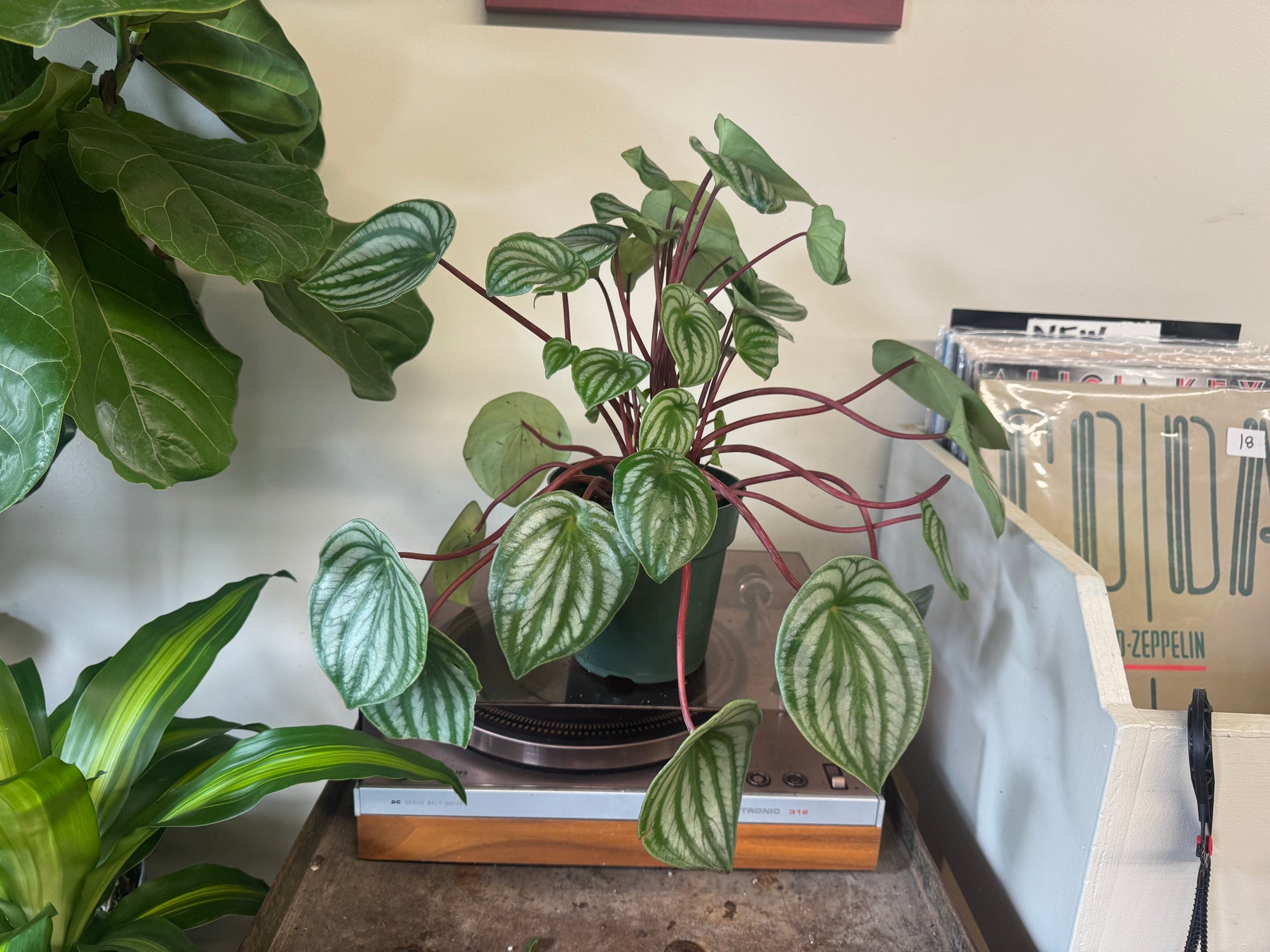 6” Peperomia Watermelon