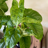 4" Sygnonium Mojito