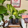 6” Dieffenbachia Military