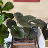 6” Alocasia Reginae