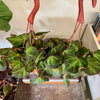 6”HB Begonia Soli-Mutata