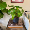 8” Philodendron Burle Marx
