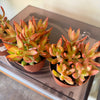 4” Sedum Coppertone