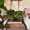 6”HB Begonia Soli-Mutata