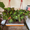 6”HB Begonia Soli-Mutata