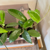 3” Hoya Carnosa Jade