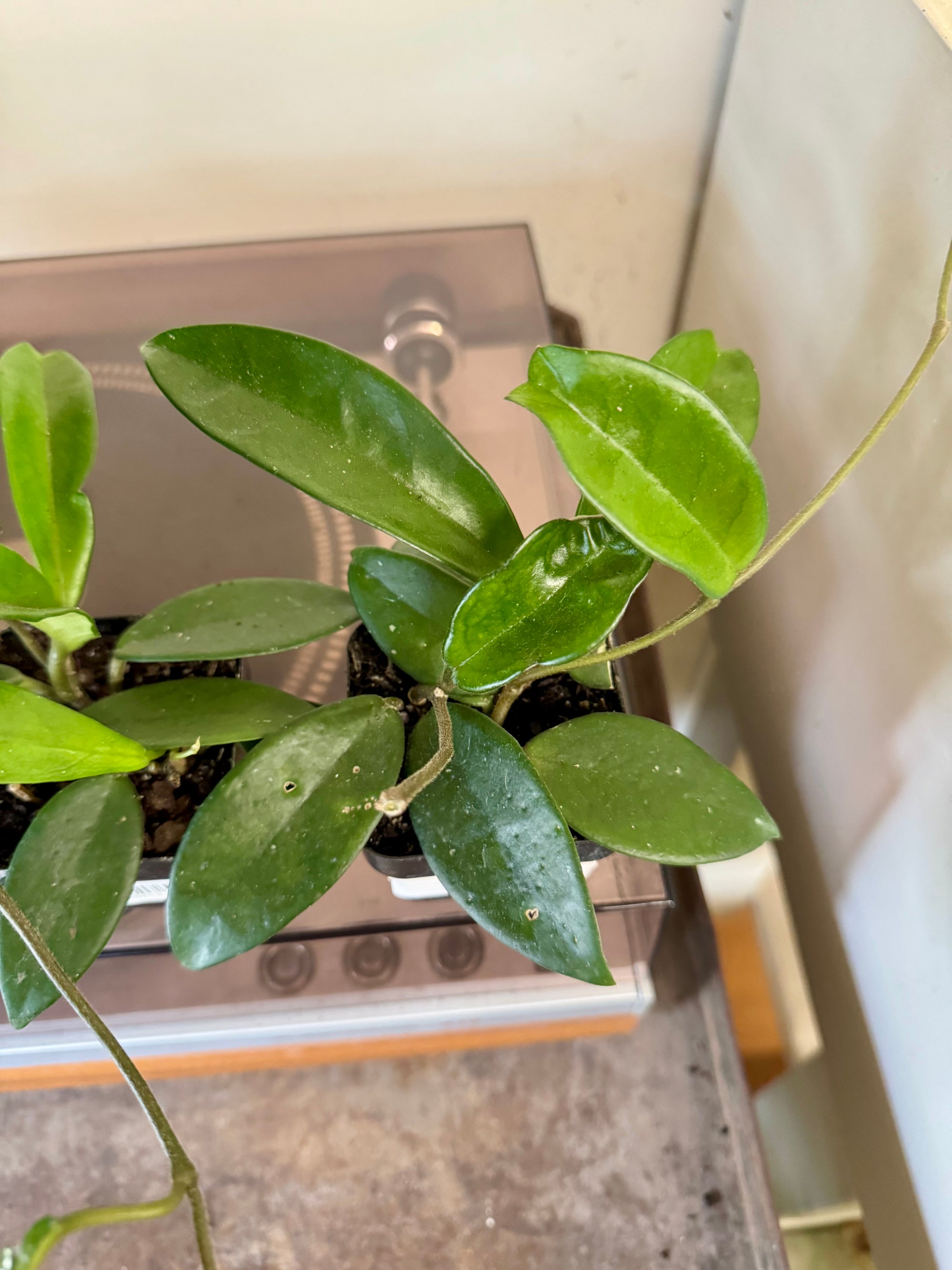 3” Hoya Carnosa Jade