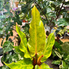 6” Philodendron Quadricolor
