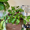 4” Maranta Black Mustache