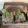 5” Trichocereus ‘Penis Cactus’*