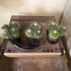 4” Mammillaria Un Pico