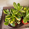 4” Reverse Variegated Jade