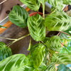 4” Maranta Black Mustache