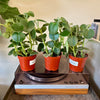 4" Peperomia Incana