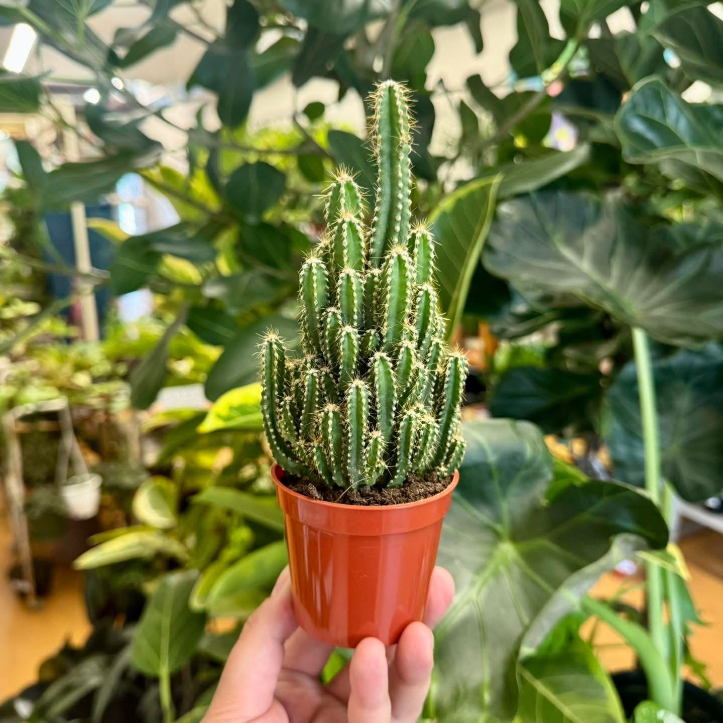 2.5” Fairytail Castle Cactus