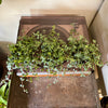 4" Pilea Aqua