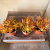 4” Sedum Coppertone