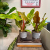 6” Philodendron Quadricolor