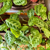 4” Maranta Black Mustache