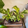 4” Philodendron Congo “Copper Flame”