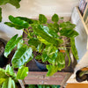 8” Philodendron Burle Marx